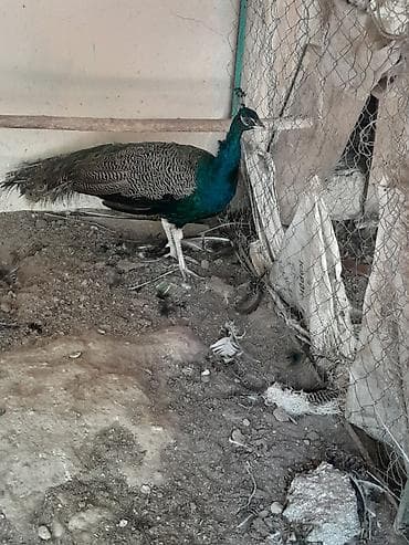 kakadu quşu: Məhsul: Təbiət quşu – tovuz quşu 2 yaşı var Təsvir: - Şəkillərdə — 4