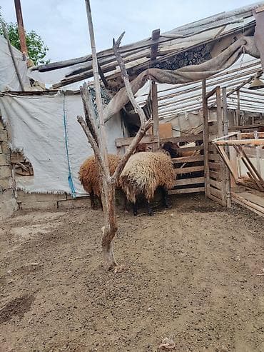 quba heyvan satışı: 2 əlkey qala qoçu Qurbanligada yarıyır tumluğada əldə saxlanılıb arpa — 4