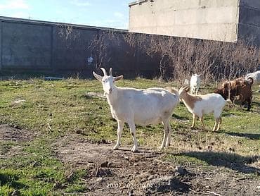 heyvanlar keci: Süd keçisi – ağ rəngli, qısa yunu və balaca buynuzları olan yerli tip — 2