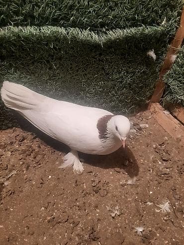 goyərcin satılır: Məhsul: Ev göyərçinləri tecili satilir 6 cutdu bir tek baldir istoyen — 5