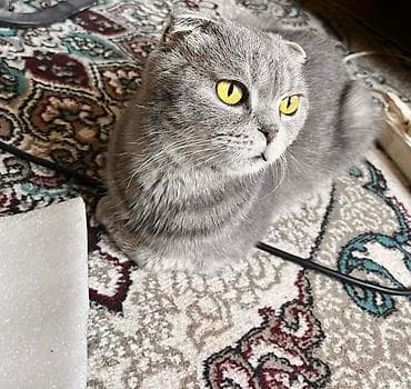 pişiklər: Şotland yastı qulaq, Erkək, Ünvandan götürmə — 2