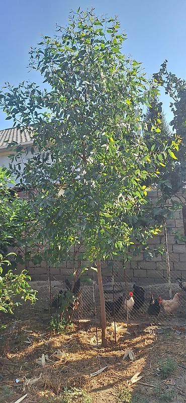 2ci el qapi: Evkalipt ağacı.3 metrdən hündür — 2