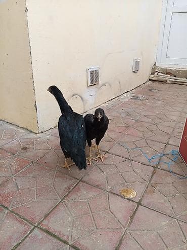 Toyuqlar: Toyuq, Damazlıq — 2