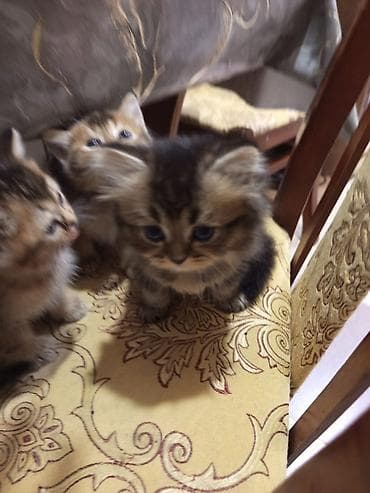 şinşilla: Tabbi — 7