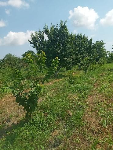 Xacmaz rayonu Gödekli kendinde 46 sot bağ satılır bağda 20 eded 14