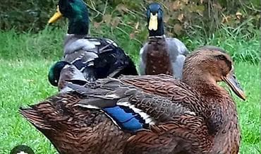 Iki eded ruana satlr