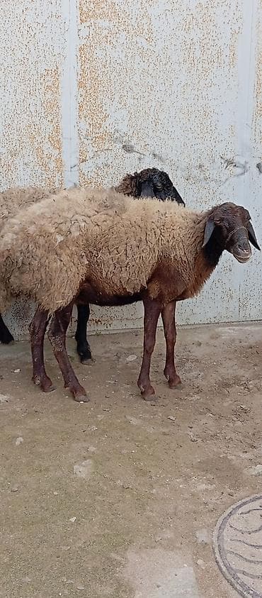 Gəmiricilər: Salam ünvan Bakıin maştağa kendi — 6