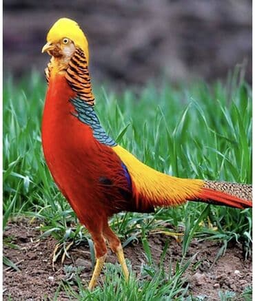 Limon qirqovul-8 ayliq -60Azn Qızılı qirqovul-2ilik-120azn Gümüşü lalafo.az -da Limon qirqovul-8 ayliq -60Azn Qızılı qirqovul-2ilik-120azn Gümüşü