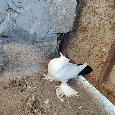 quş adları: Lələkli manax maya satılır qiymət 35 azn real alıcıya cuzi endirim — 1