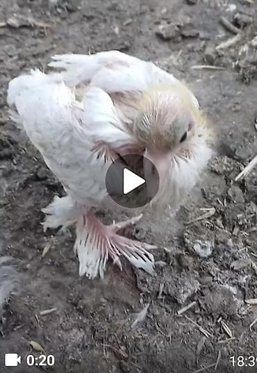 Quşlar: Ikidene sirf bele yedizdirilesi ağ reng goyercun balasi axdariram — 1