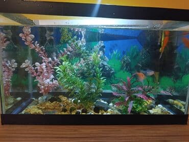 akvarium filterleri: Təcili satılır köclə — 5