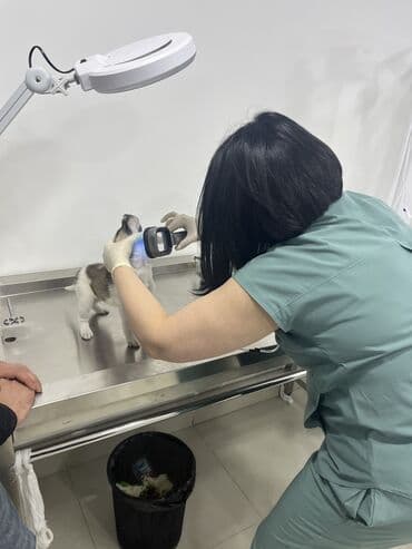 ev iti balaca: Спасли собаку с улицы месяц назад. Собака очень веселая, подвижная — 6