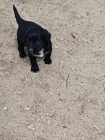 Koker spaniyel, 1 ay