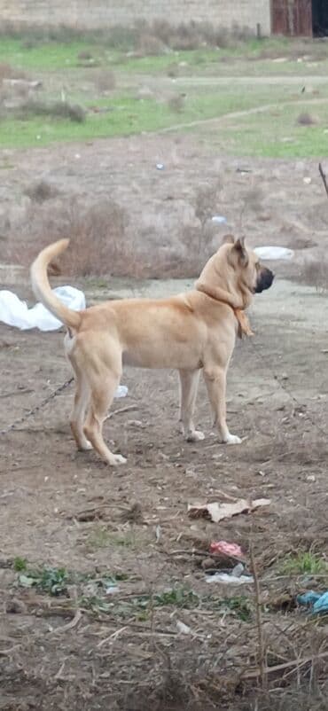 İtlər: Kanqal, 1 il, Erkek, Peyvəndli, Ödənişli çatdırılma — 3