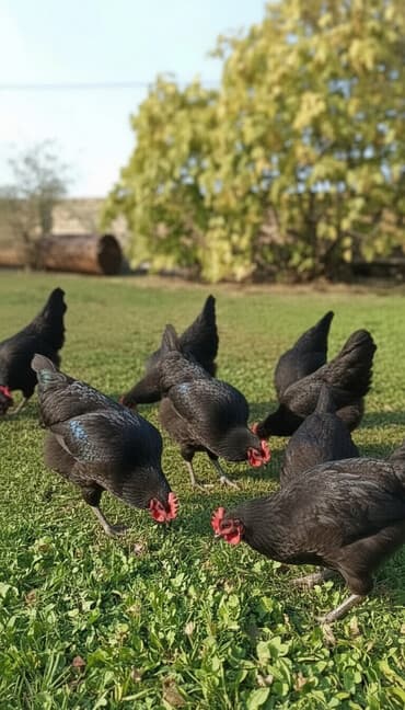 hind quşu baximi: Toyuq, Damazlıq — 7