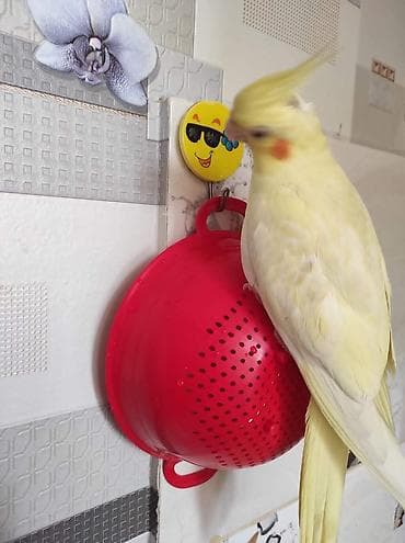 Korella Qusları Cutdür əl quslaridi evdə bəslənib. Erkək 4/5 söz bilir