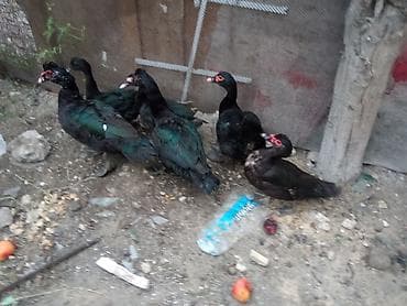 ordek satisi: Təcili satılır sağlam heyvanlar 3 erkek 3 fere fərələr 20 erkəklər — 3