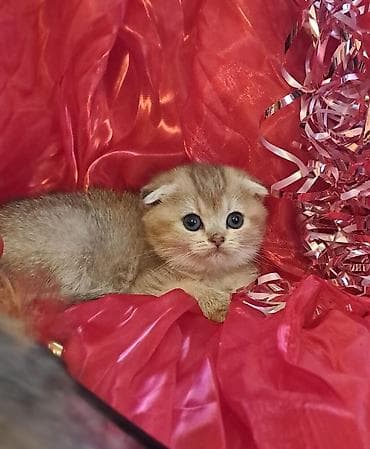 fold: Amerikan Shorthair, Erkək, Dişi, Yaxşı əllərə, Rayonlara çatdırılma, Ödənişli çatdırılma, Ünvandan götürmə — 5