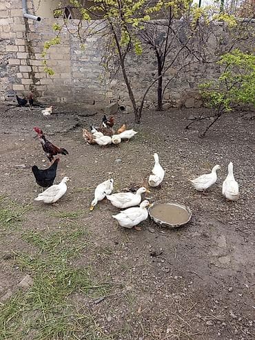 ordek balasi: Satış: salam səsli ördək 5 xoruz 11 fərə 16 ədədi alana 180 manat tək — 3