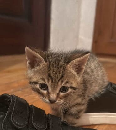 Tabbi, Yaxşı əllərə lalafo.az -da Tabbi, Yaxşı əllərə