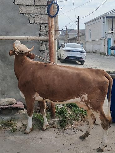 duye: Simental birinci qarın düyə 8 litr süd verir. Sağlam heyvandı — 2