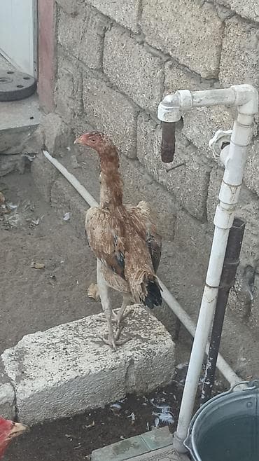 kend cuceleri: Salam gördüyüvuz heyratı fere satılır. Tam sağlam heyvandi — 4