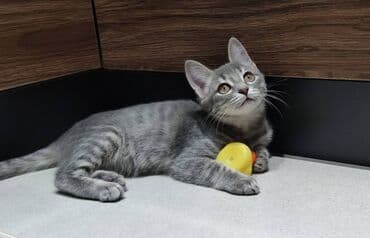 alisanın pişiyinin adı nə idi: Dişi, Yaxşı əllərə — 3