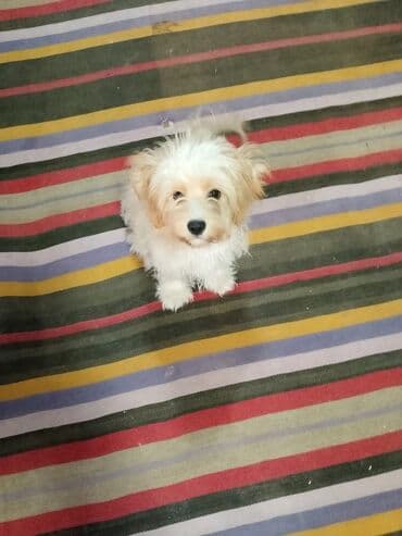 Malta bolonka, Peyvəndli, Ünvandan götürmə