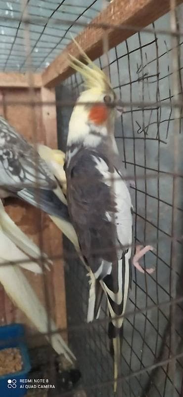 kirpi satisi: Salam. Karella adi ile taninmis olan quslar satilir'yaslari 1ay 15 — 10