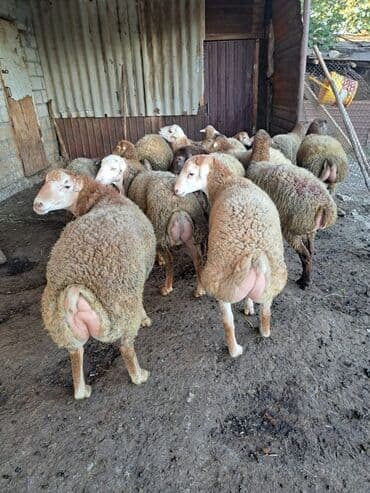 домик для большой собаки: Qiyməti razılaşma yolu ilə bu nömrə ilə əlaqə saxlayın — 3