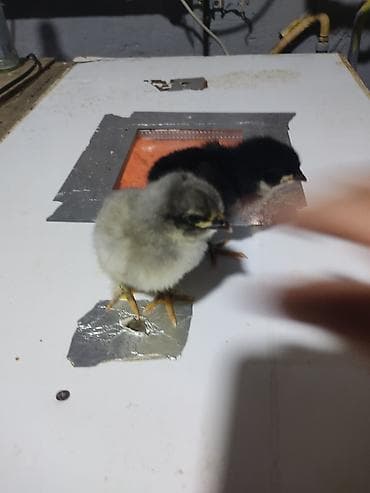 balaca ağ itlər: Australorp Xarkaov cucelerin
Sifarişi — 7