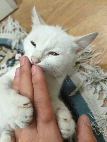 взять котёнка бесплатно: Самец, В добрые руки — 3