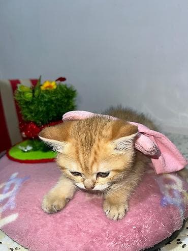 Pişiklər: Britan — 6