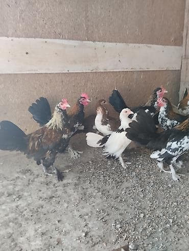 cins ineklerin satisi 2018: Toyuq, Damazlıq — 8
