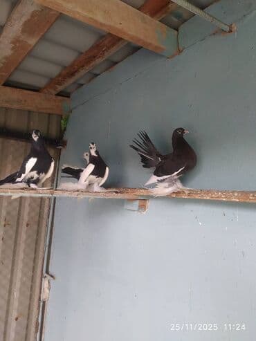 Tam sağlam quşlardır