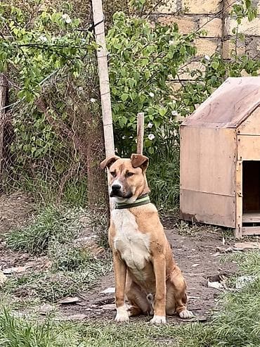 pitbul erkek: Pitbul, 8 ay, Erkek, Ünvandan götürmə — 3