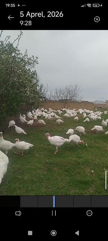 toyuq ucuz qiymete: Təmiz qan Ağ Kanada hindüşqa cücələri.Erkəklər 15-20kilo,Dişi — 3