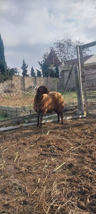 Heyvanlar üçün mallar: Qoyun – yerli cins, qəhvəyi rəngli yunla. Xüsusiyyətlər: - Güclü — 1