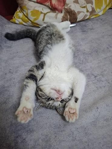 heleb keçi: Erkək — 5