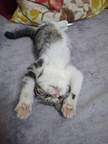 haski balası: Erkək, Dişi, Ünvandan götürmə — 9