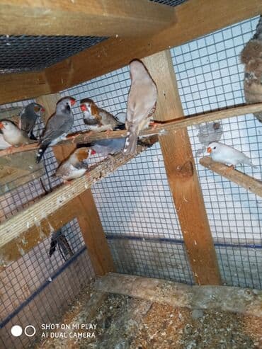 ördək ətinin qiyməti: Amadinlər Satış zebravıy sadə amadinlər benqal amadini risovka risoviy — 10