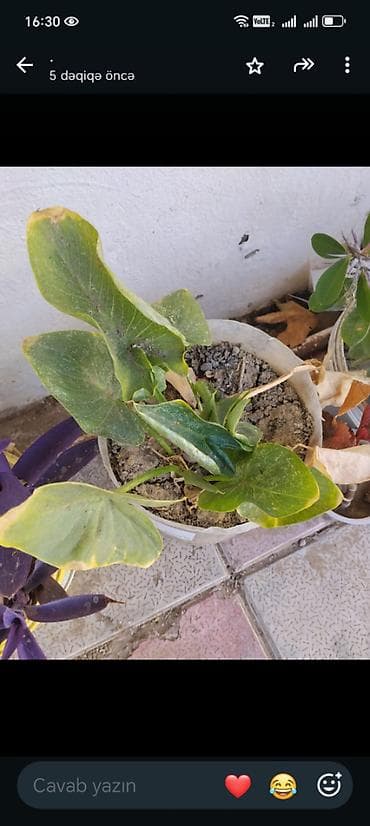 epimedium bitkisi satisi: Guller tecili satilir Baximsiz qaliblar vaxt eleyib baxa bilmirik iş — 3