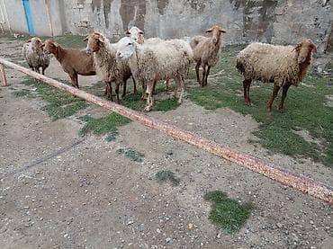 Mal-qara: Salam tam sağlam bağaz qoynlar 9 dənə yaşlıdılar endrimdə var — 6