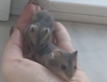 питомники собак в баку: Xamyak (cunqarik balaları) 1 aylıqdılar, ələ tam öyrəşdirilib — 4