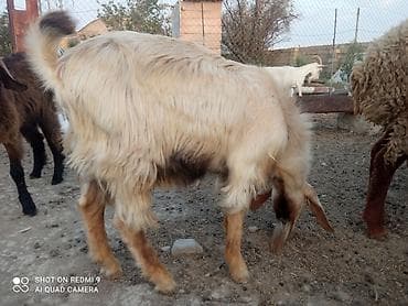 cins toyuqlarin satisi: Ana bala Sani cavan heyvadır balası 5aylıqdır erkək diri cəki 26kq — 5