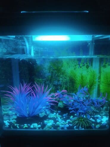 heyvan satışı: Akvarium satılır 20 ltr-lik firma malıdır dekorları ilə birlikdə — 5