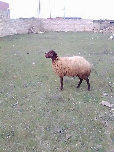 Satılır 1 qarın doğub boğaz olub olmağını bilmirəm qoç içində olub