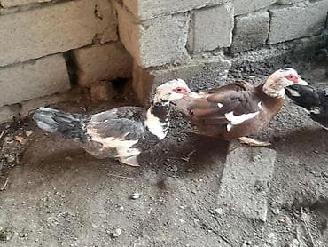 zümrüd ördək: Salam boz və krasnadar lal ördəklər satılır.Yumurtlayırlar kürt — 3