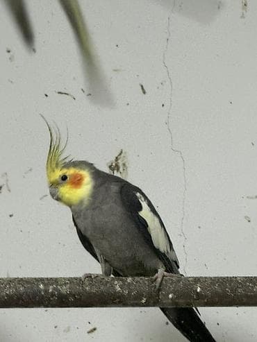 dekorativ quş: Karela ekeydiler tam sağlam 3 de ekeydi Hec bir prablemi yoxdu 1 — 5