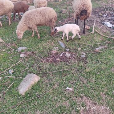 Ana bala. bala disidi 2 hefdelikdi sağlam heyvanlar dir